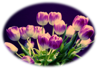 D:\К А Р Т И Н К И\FLOWERS\tulips003.jpg